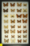 Group of 32 butterflies found in Southwest US, included are some 