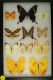 Miscellaneous group of butterflies found in th Dominican Republic in 1998 - some Swallowtails