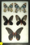 Group of 5 swallowtails, including a pair of Papillo Laglaizei found in Padua, New Guinea in 1995