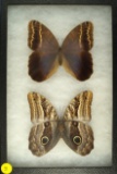 Pair of Caligo Illioneus Oberon found in Peru in 1995