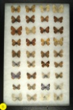 Large group of 36 assorted butterflies found in Southwest US.