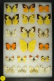 Group of 20 butterflies found in Western US, including several large Grass Yellow butterflies