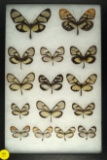 Group of 15 Glasswing butterflies found in Ecuador