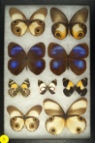 Assorted group of 9 butterflies including 4 Silky Owls and 2 Jungle Glory