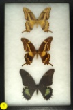 Three Swallowtail butterflies found in the Dominican Republic in 1998