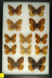 Group of 12 Fritillary butterflies found in US and Canada