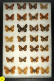Group of 28 butterflies including 
