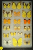 Group of 19 assorted butterflies including some Sulpher butterflies