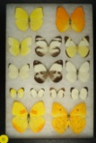 Group of 14 assorted butterflies including some Tailed Sulpher butterflies