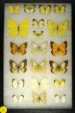 Group of 20 assorted butterflies found in Southwest US including some Grass Yellows
