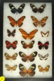 Group of 16 assorted butterflies all found in Brazil in 1996
