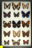 Assorted group of 15 colorful butterflies found in Ecuador in 2002