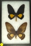 Pair of golden birdwing butterflies found in Indonesia in 1993