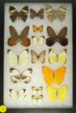 Assorted group of 16 butterflies found in South America
