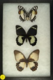 Frame of 3 butterflies including a Pearl Spotted Emporer, South Africa and 2 Orchid Swallowtails