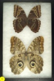 Two large Morpho butterflies found in Ecuador in 2004