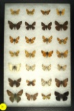 Group of 28 assorted butterflies found in the U S including some 