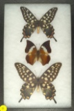 Three Giant Swallowtails found in Madagascar and Malaysia in 1992