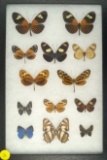 Group of 14 miscellaneous butterflies collected in 1998 including some 