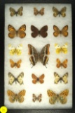 Mixed group of 17 butterflies including 2 Spanish Festoon found in Navarea in 2000