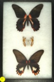 Three short-tail Swallowtails, two of them are 