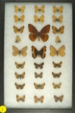 Assortment of 26 butterflies including some 
