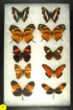 Group of 10 assorted butterflies including Agathina Emperor, found in South America