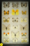 Group of 18 assorted butterflies including 3 Esper's Marbled White, all found in Spain in 2001