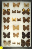 Group of 21 butterflies including some Wood Nymphs and Elfins