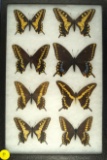 Group of 8 Swallowtail butterflies