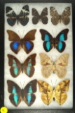 Group of 9 butterflies all from South America including 3 Crackers