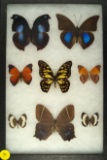 Assorted group of butterflies found in Peru, Equador, & Madagascar