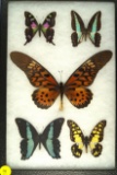 Group of 5 assorted Swallowtails