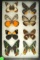 Beautiful group of 8 butterflies including several Delias and two Urania