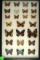 Group of 24 assorted butterflies including Great Hairstreak and Checkerspots in Western US