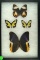 Frame of 4 butterflies including 2 Milkweed