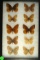 Group of 10 Fritillaria butterflies found in Western US