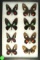 Group of 8 Swallowtails including Cattleheart found in Trinidad in 2000