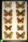 Group of 8 Fritillaris butterflies found in Western US