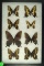 Group of 8 Swallowtail butterflies