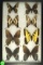Interesting group of 8 Swallowtail butterflies found in Van Buren, Missouri in 2003