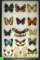 Group of 15 assorted butterflies including Coronata Blue female, found in South America