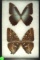 Pair of Blue Morpho butterflies found in South America in 1995