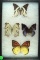 Frame of 5 interesting butterflies including  a Pearl Spotted Emporerand Swordtail