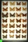 Group of 28 small butterflies found in Western US including many Border Patch & Checker Spot