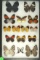 Interesting assortment of 15 butterflies including some Brush Footed