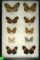 Group of 10 butterflies including Common Tiger and Isabella's Longwing found in Trinidad in 2000