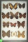 Group 12 assorted butterflies including Brazilian Painted Lady found in South America