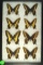 Group of 8 Swallowtail butterflies found in Josua Parkway, Arizona in 1995