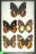 Group of 5 butterflies, 4 Brush Footed found in Indonesia, and one Glider found in Africa in 1994